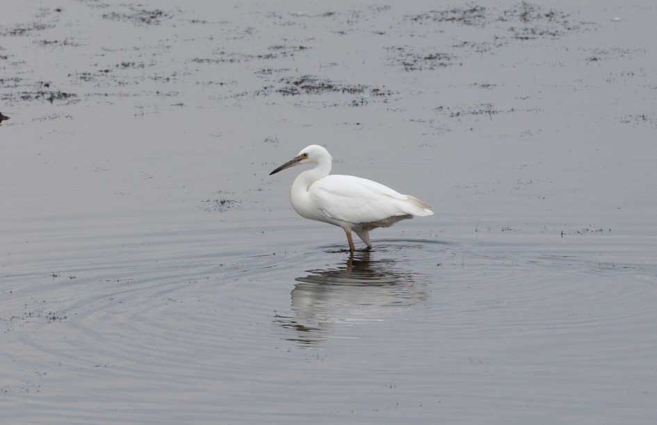 Little Egret-, 1/640 sec, f/7.1, 500 mm, ISO 400