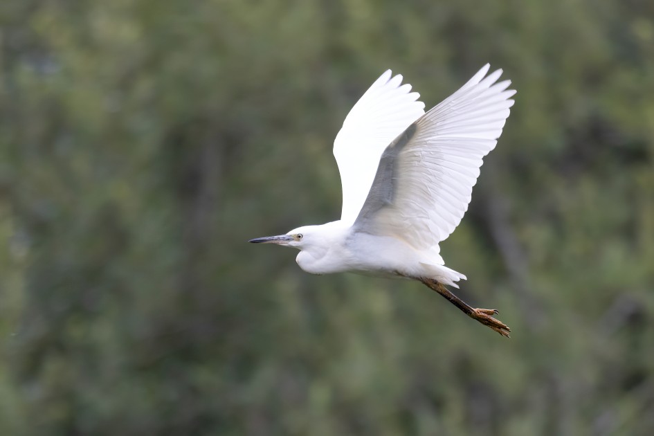 Little Egret, 1/640 sec, f/7.1, 500 mm, ISO 2000