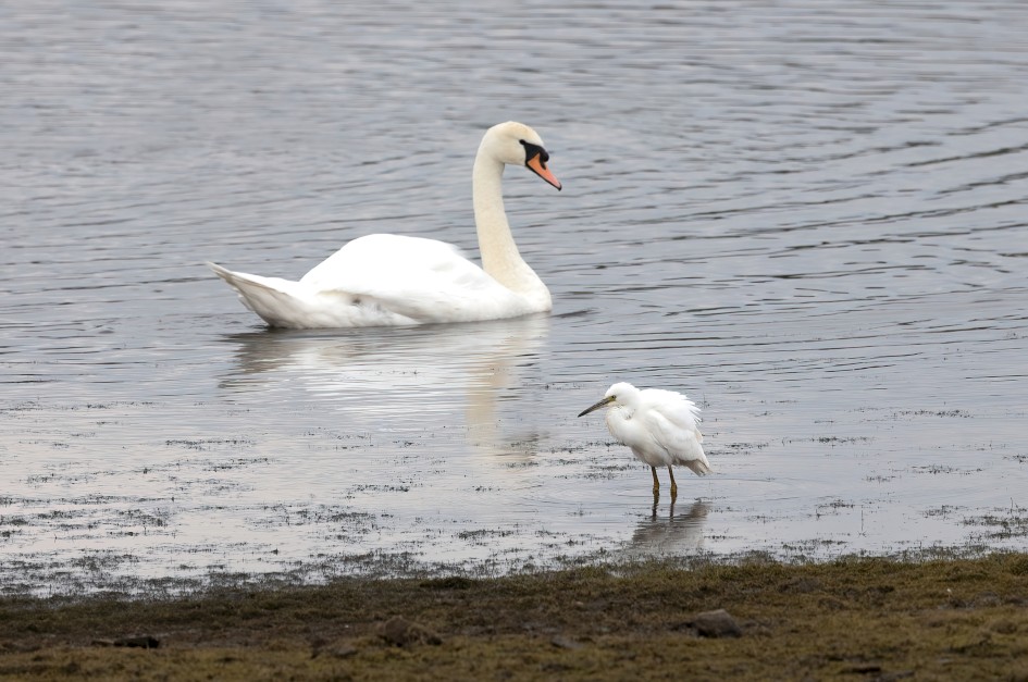 Little Egret Mute Swan