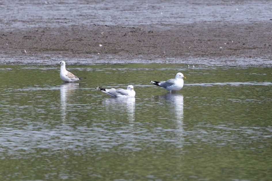 Common Gulls, 1/640 sec, f/7.1, 500 mm, ISO 200