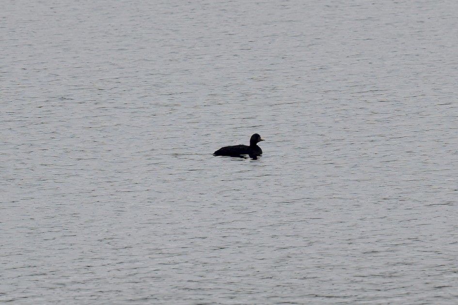 Common Scoter, 1/200 sec, f/7.1, 500 mm, ISO 100