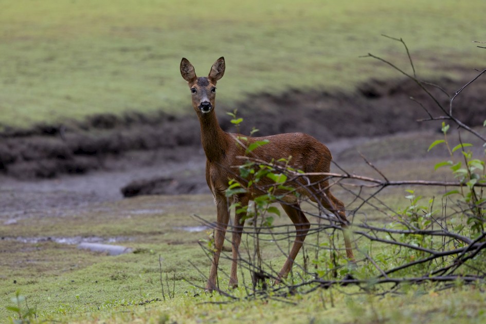 Roe Deer, 1/500 sec, f/7.1, 500 mm, ISO 800