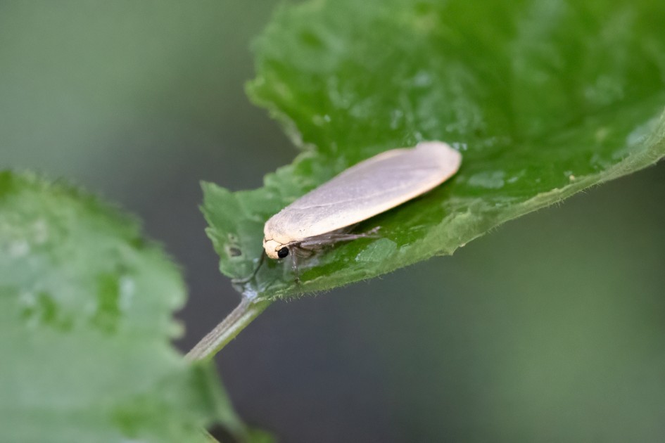 Buff Footman, 1/500 sec, f/7.1, 500 mm, ISO 20000