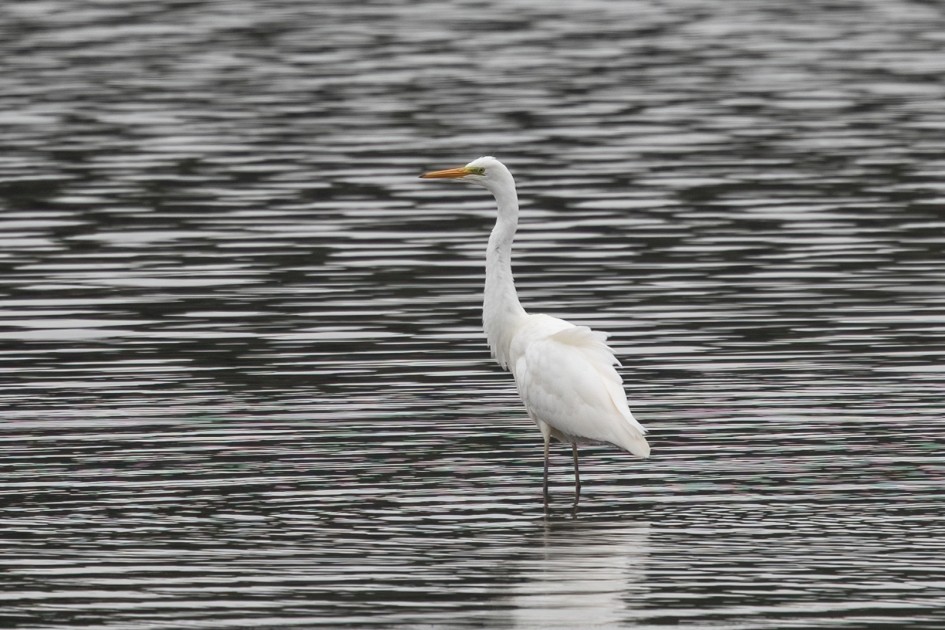 Great White Egret, 1/125 sec, f/7.1, 500 mm, ISO 160