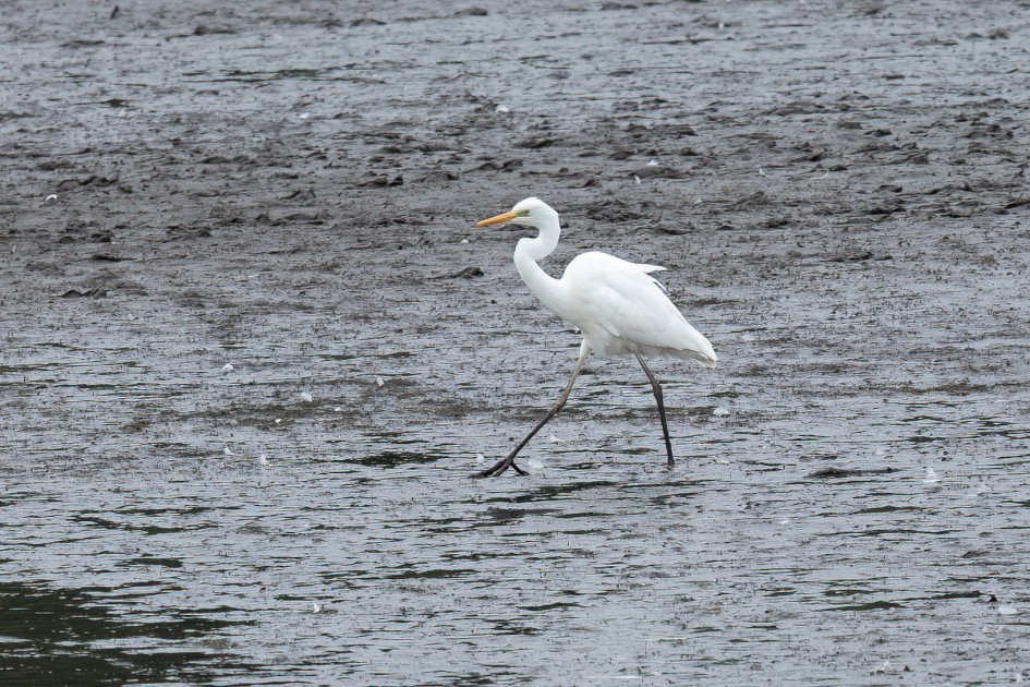 Great White Egret , 1/500 sec, f/7.1, 500 mm, ISO 1250