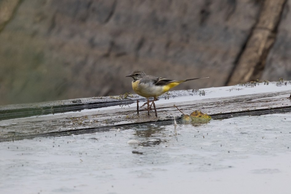 Grey Wagtail, 1/500 sec, f/7.1, 500 mm, ISO 800
