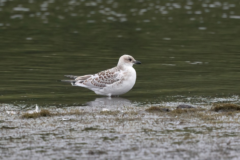 Juv Mediterranean Gull, 1/500 sec, f/7.1, 500 mm, ISO 1250