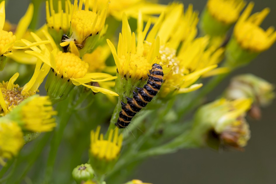 Cinnabar Larva, 1/500 sec, f/7.1, 500 mm, ISO 1000