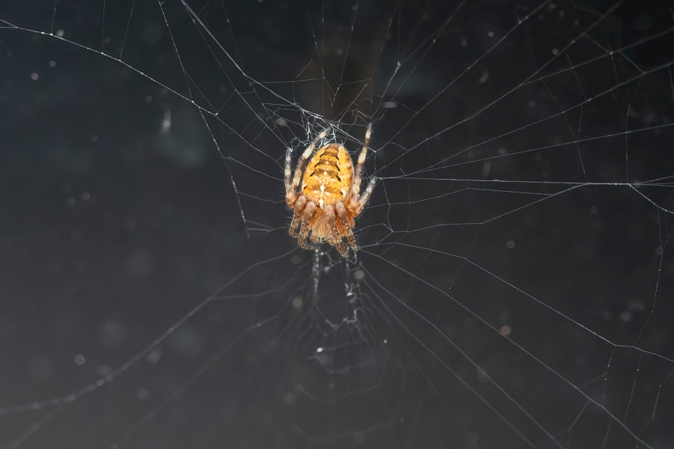 Garden Spider, 1/160 sec, f/7.1, 500 mm, ISO 1250