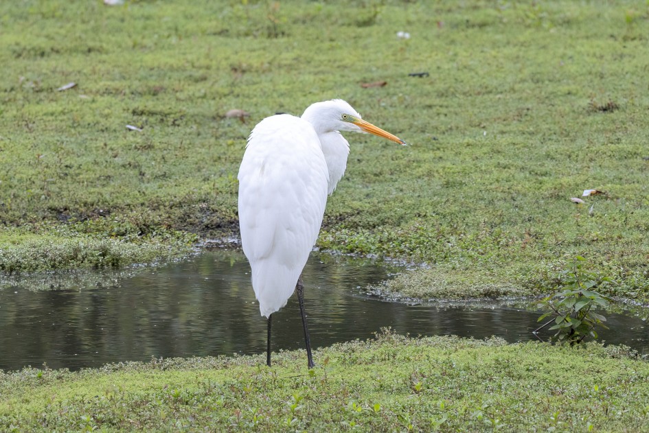 Great White Egret, 1/640 sec, f/7.1, 500 mm, ISO 1000