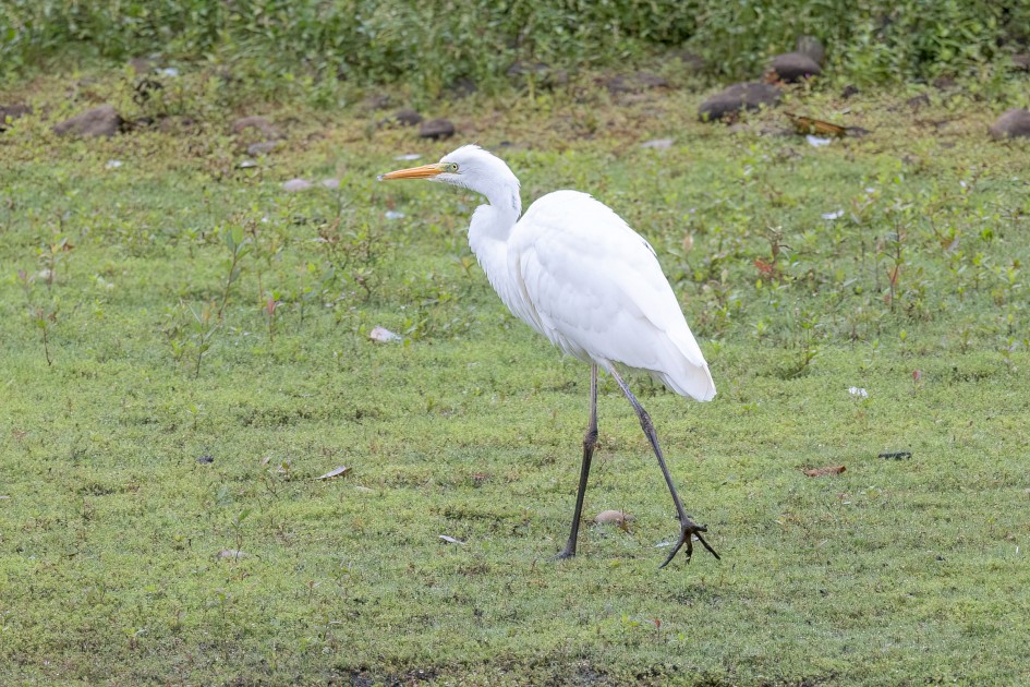Great White Egret , 1/500 sec, f/7.1, 500 mm, ISO 1000