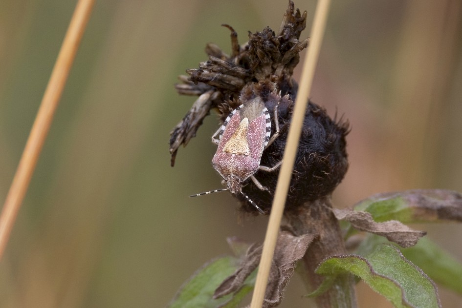 Hairy Shieldbug, 1/640 sec, f/7.1, 500 mm, ISO 800