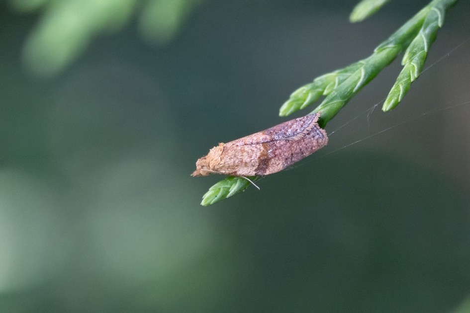 Light Brown Apple Moth, 1/640 sec, f/7.1, 500 mm, ISO 5000