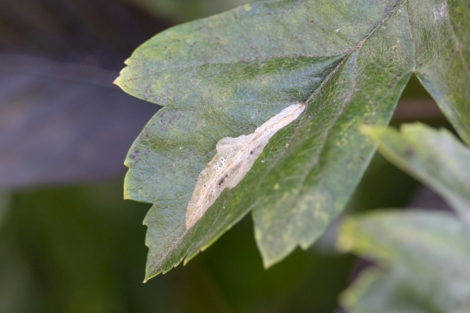 Phyllonorycter Leucographella Mine, 1/160 sec, f/7.1, 500 mm, ISO 1000