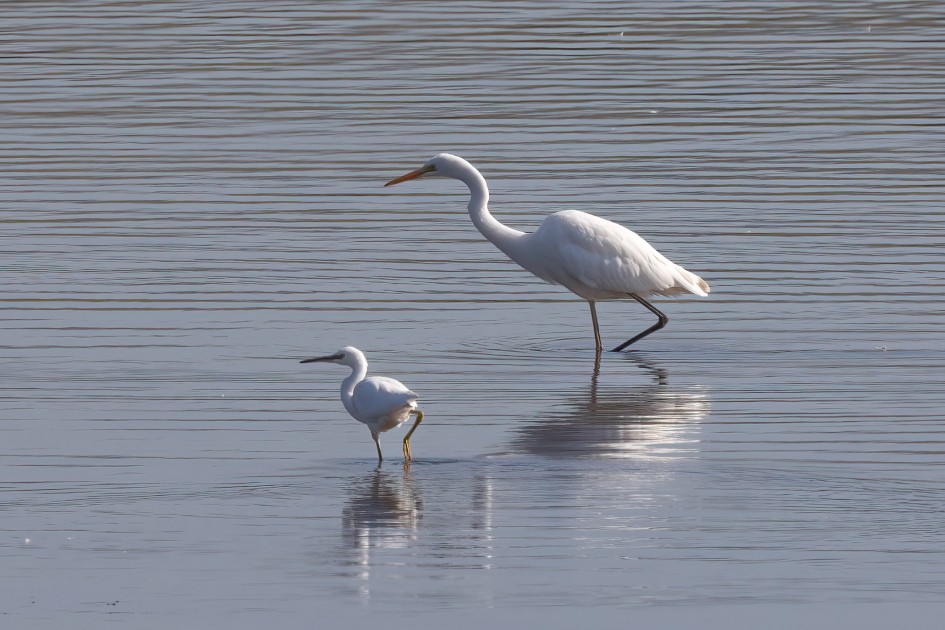 Great and Little Egrets, 1/640 sec, f/14.0, 500 mm, ISO 500