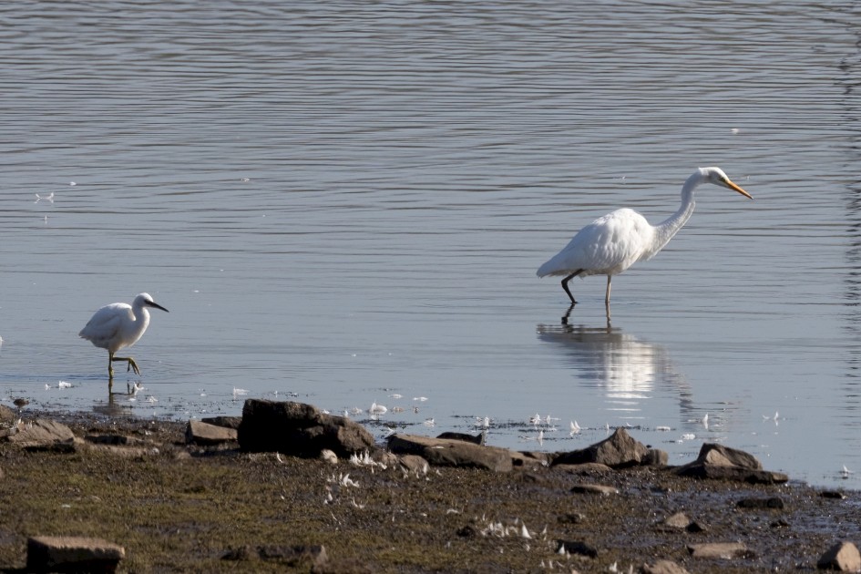 Great and Little Egrets , 1/640 sec, f/14.0, 500 mm, ISO 640