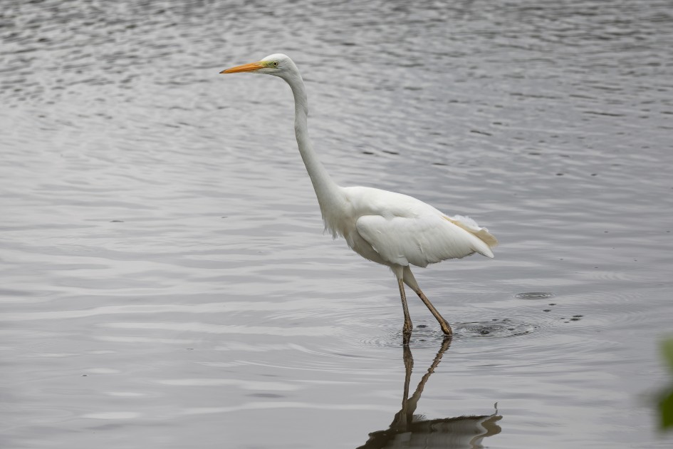 Great Egret, 1/500 sec, f/7.1, 500 mm, ISO 125
