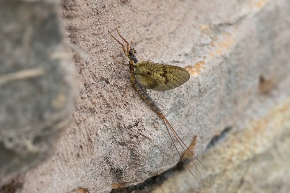Ephemera Vulgata, 1/500 sec, f/14.0, 500 mm, ISO 3200