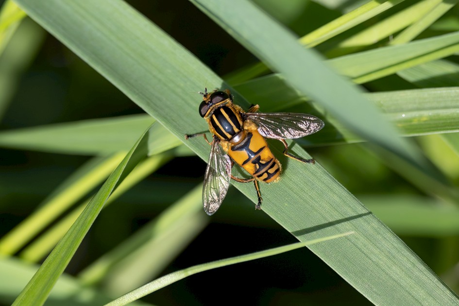 Helophilus Pendulus, 1/500 sec, f/7.1, 500 mm, ISO 250
