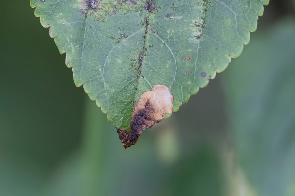 Bohemannia Pulverosella Mine On Apple, 1/640 sec, f/7.1, 500 mm, ISO 2000