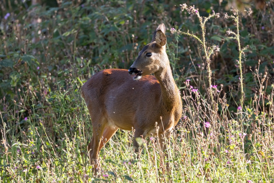 Roe Deer, 1/500 sec, f/7.1, 500 mm, ISO 1000