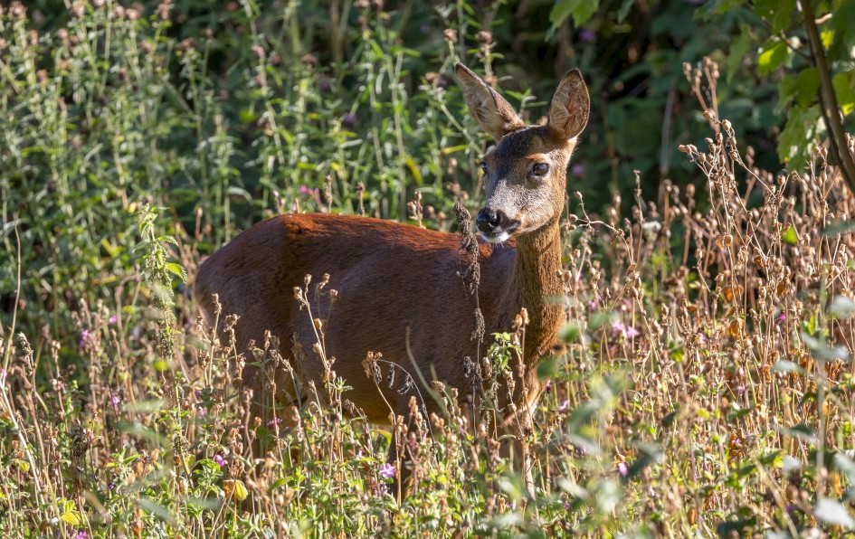 Roe Deer , 1/640 sec, f/7.1, 500 mm, ISO 800