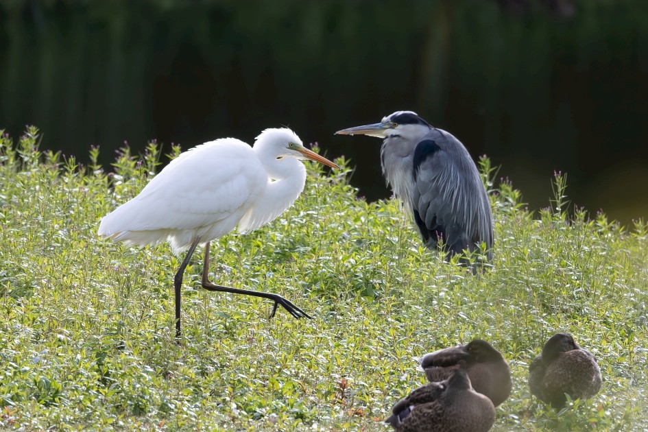 Great Egret And Grey Heron, 1/640 sec, f/7.1, 500 mm, ISO 500