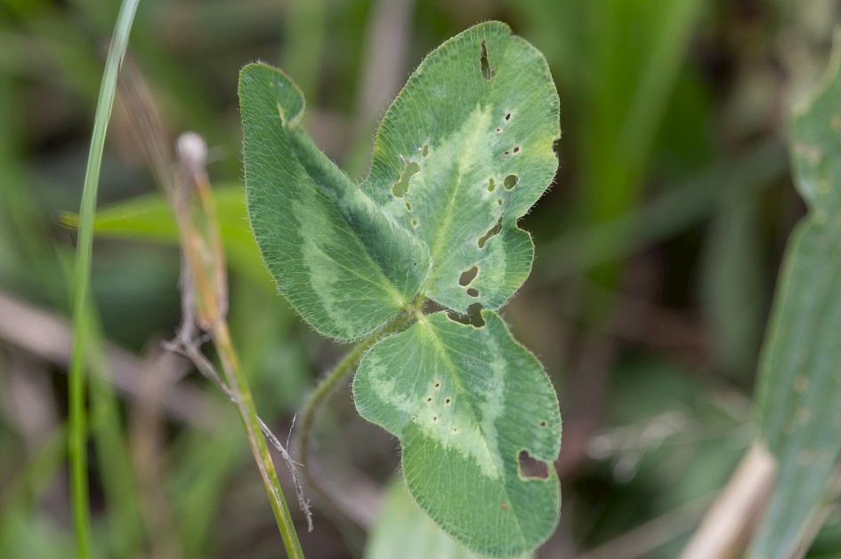 Ancylis Badiana Spinning On Clover, 1/500 sec, f/7.1, 500 mm, ISO 800