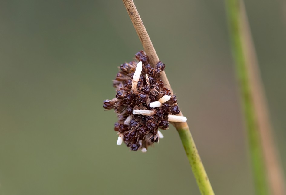 Coleophora Cases On Juncus, 1/640 sec, f/7.1, 500 mm, ISO 1600