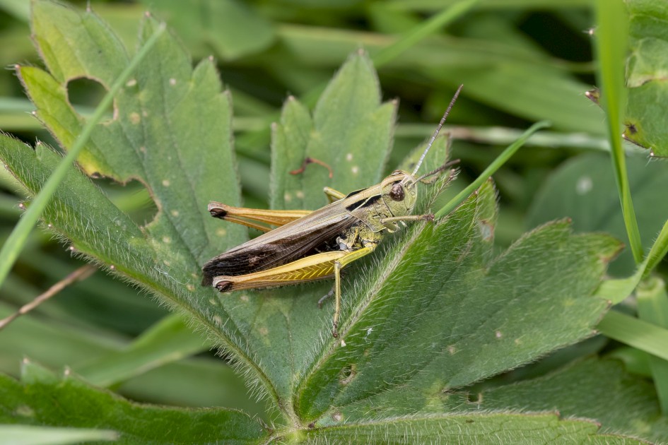 Common Green Grasshopper, 1/640 sec, f/11.0, 500 mm, ISO 1250