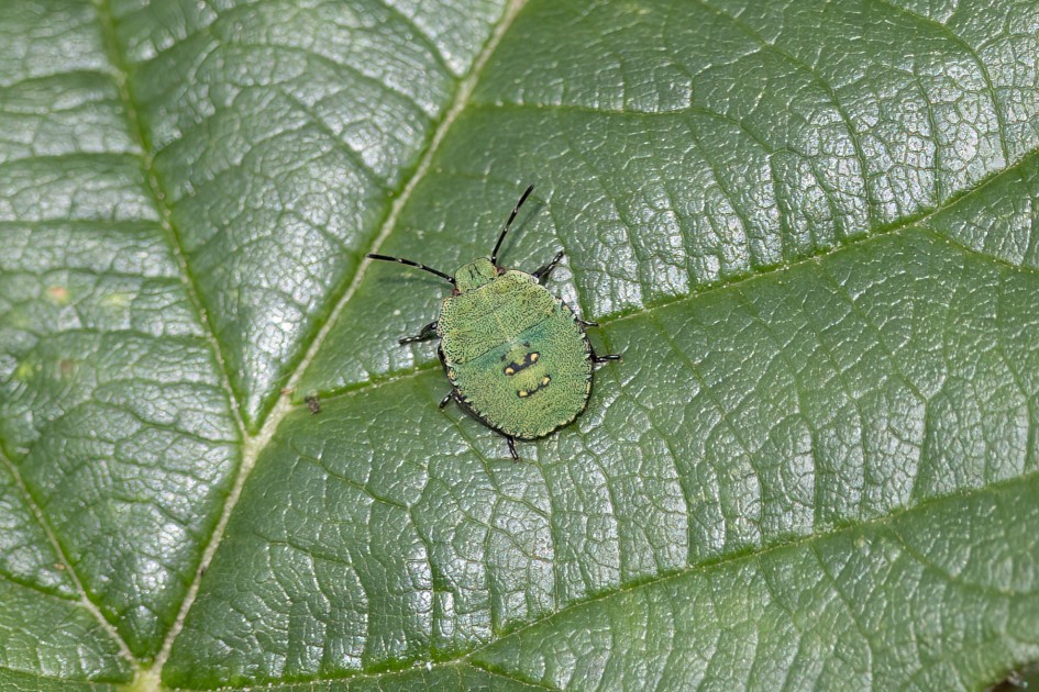 Common Green Shieldbug 4th Instar, 1/500 sec, f/7.1, 500 mm, ISO 320