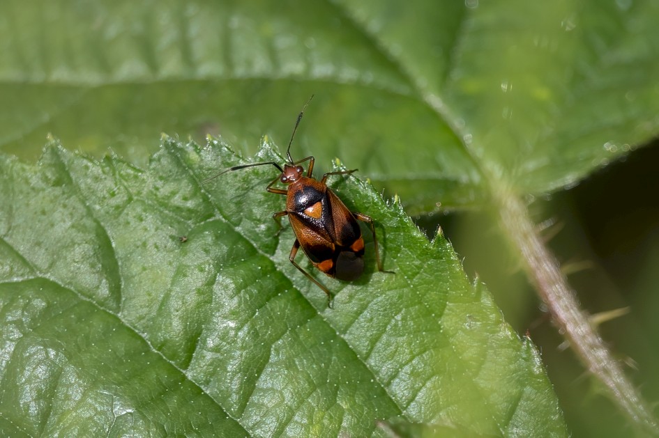 Deraeocoris Ruber, 1/640 sec, f/7.1, 500 mm, ISO 250