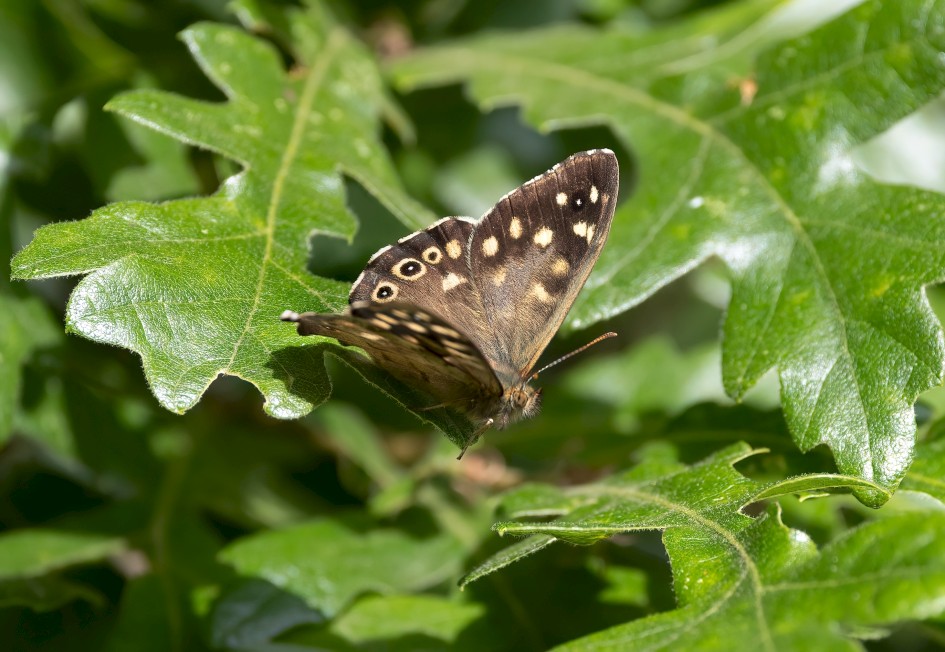 Speckled Wood