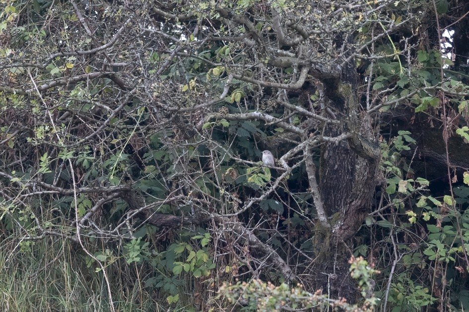 Spotted Flycatcher, 1/500 sec, f/7.1, 500 mm, ISO 2500