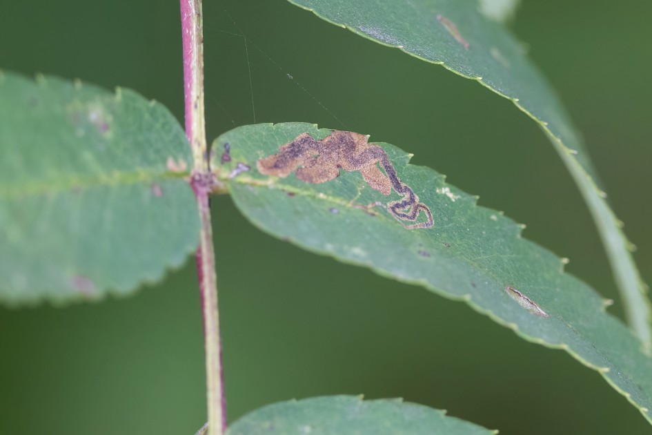 Stigmella Mine On Rowan, 1/500 sec, f/7.1, 500 mm, ISO 2000