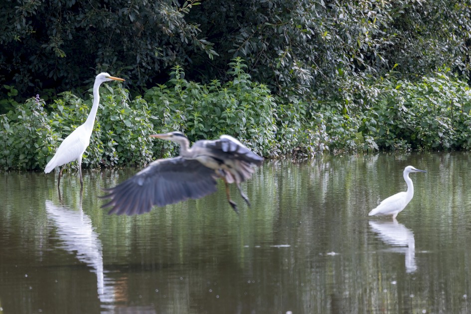 Three Herons, 1/500 sec, f/7.1, 472 mm, ISO 800