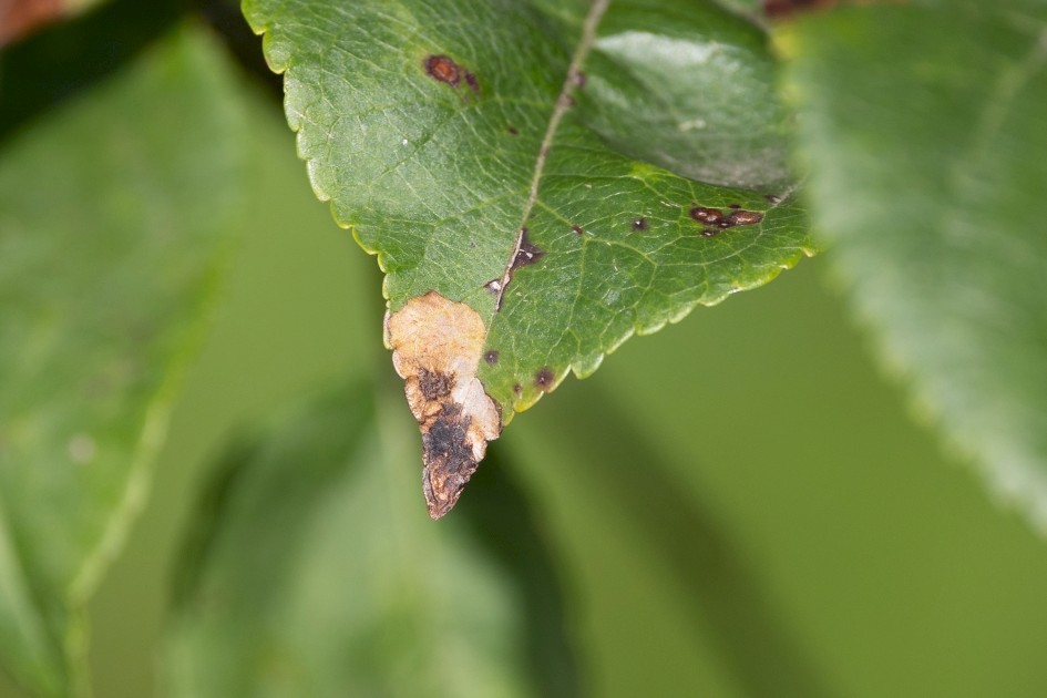 Bohemannia Pulverosella Mine On Apple, 1/500 sec, f/7.1, 500 mm, ISO 320