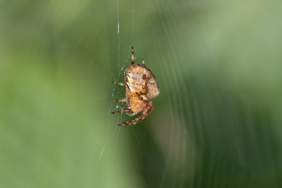 Garden Spider, 1/640 sec, f/7.1, 500 mm, ISO 500