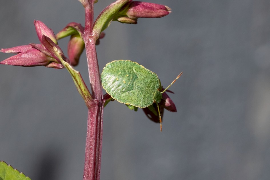Green Shieldbug Th Instar , 1/640 sec, f/11.0, 500 mm, ISO 640