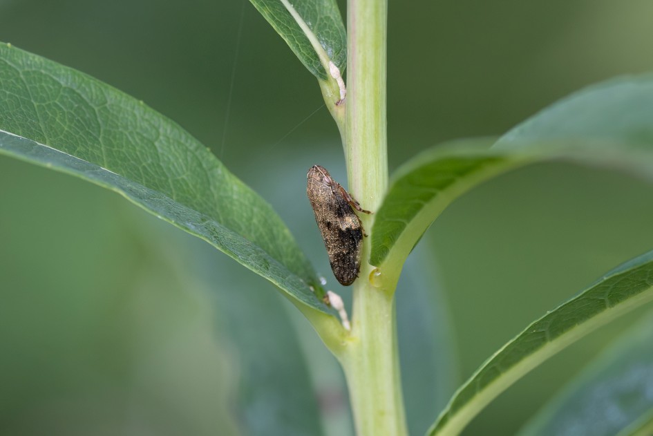 Leafhopper, 1/500 sec, f/7.1, 500 mm, ISO 800