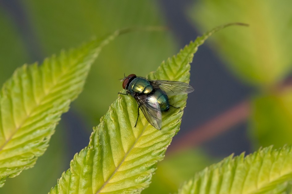 Lucilia Sp, 1/640 sec, f/11.0, 500 mm, ISO 1000