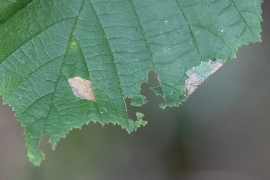 Parornix Anglicella Mines, 1/500 sec, f/7.1, 500 mm, ISO 12800