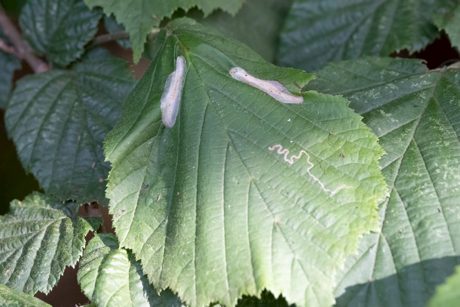 Phyllonorycter Coryli Mines On Hazel, 1/500 sec, f/7.1, 300 mm, ISO 10000