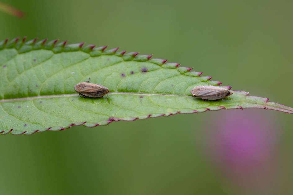 Leafhoppers, 1/500 sec, f/7.1, 500 mm, ISO 800