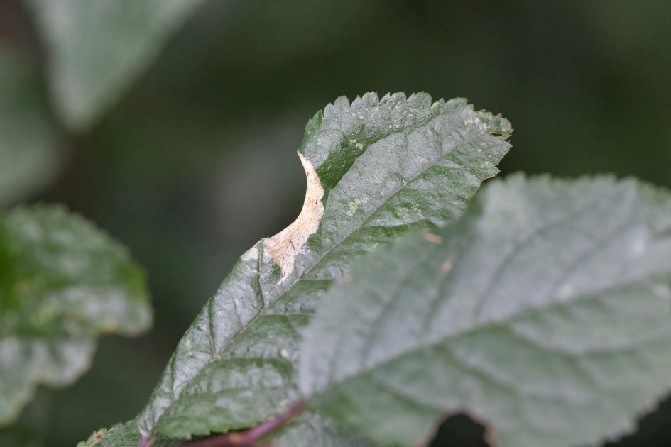 Parornix Finimitella Mine On Blackthorn, 1/500 sec, f/7.1, 500 mm, ISO 8000