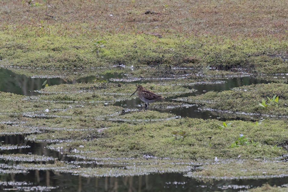Snipe, 1/640 sec, f/7.1, 500 mm, ISO 800
