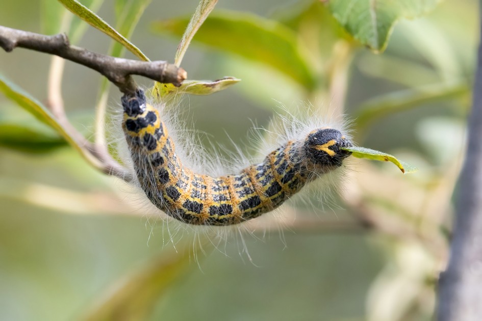 Buff-tip Larva, 1/500 sec, f/11.0, 500 mm, ISO 3200