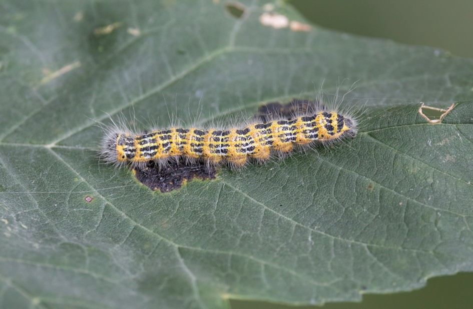 Buff-tip Larva , 1/640 sec, f/7.1, 500 mm, ISO 2500