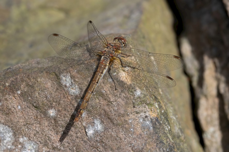 Common Darter Female-, 1/500 sec, f/16.0, 500 mm, ISO 800