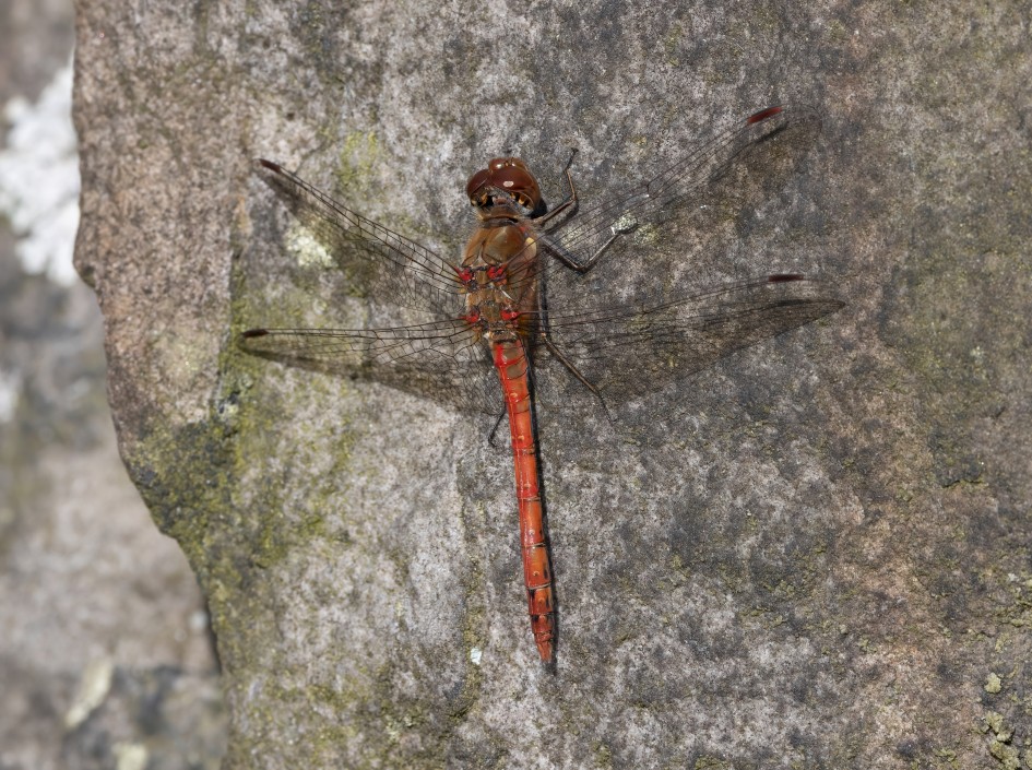 Common Darter Male, 1/640 sec, f/16.0, 500 mm, ISO 1000
